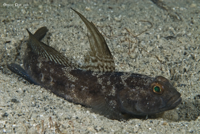 Gobius niger