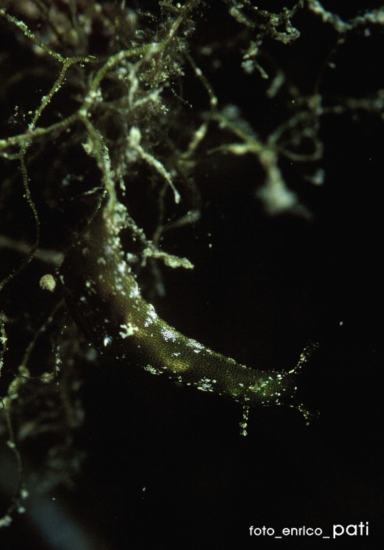 mi confermate Phyllaplysia lafonti