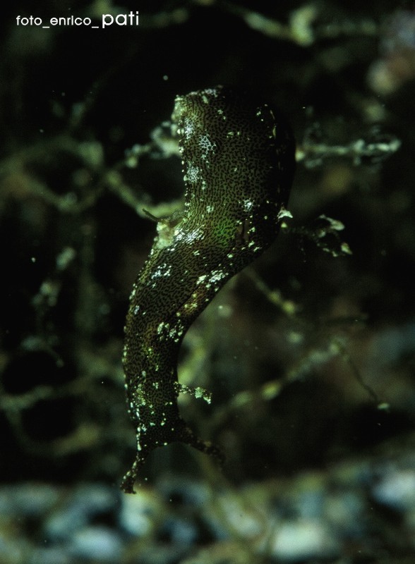 mi confermate Phyllaplysia lafonti