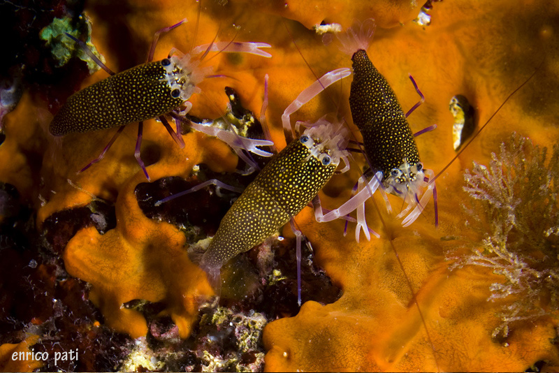 Gnathophyllum elegans / gambero vinaio