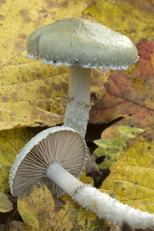 Funghi da determinare