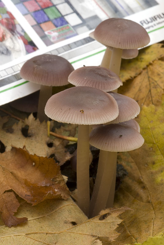 Funghi da determinare