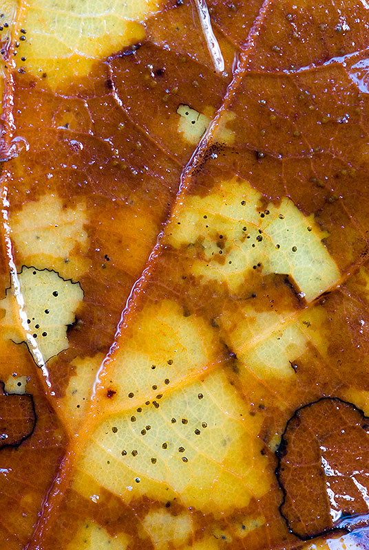 si tratta di un fungo, suppongo