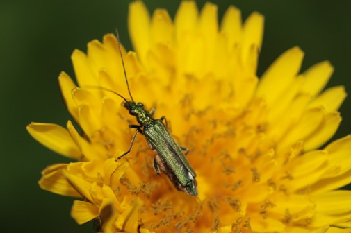 Identificazione di insetto sulla corolla di questo fiore.