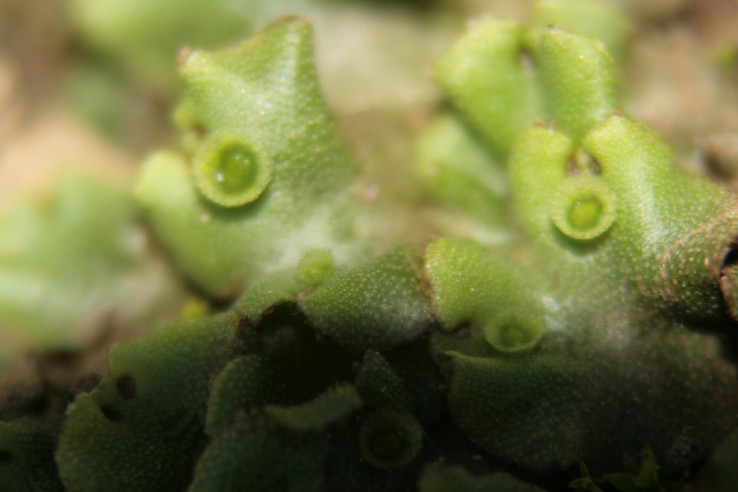 Cosa � mai questa  specie vegetale? un muschio per caso