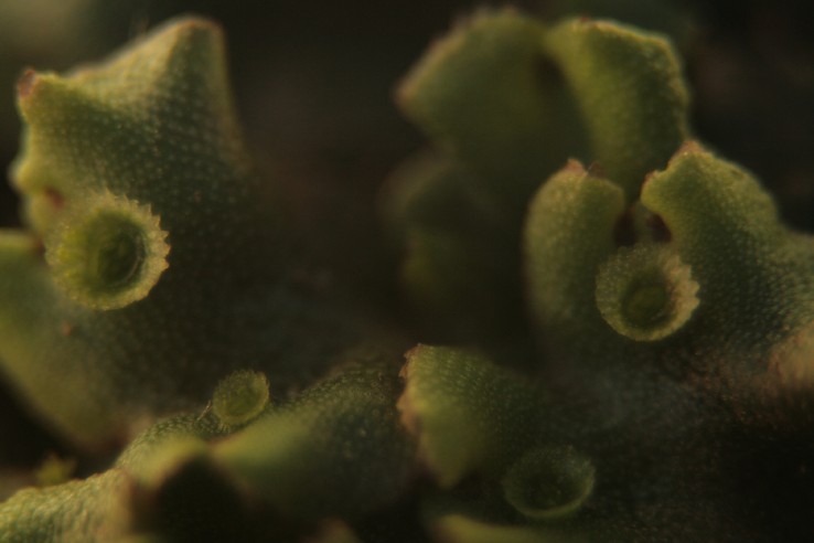 Cosa � mai questa  specie vegetale? un muschio per caso