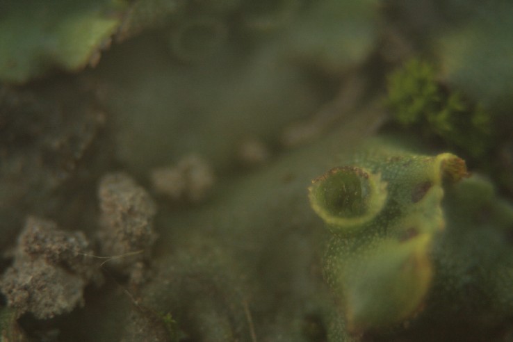 Cosa � mai questa  specie vegetale? un muschio per caso