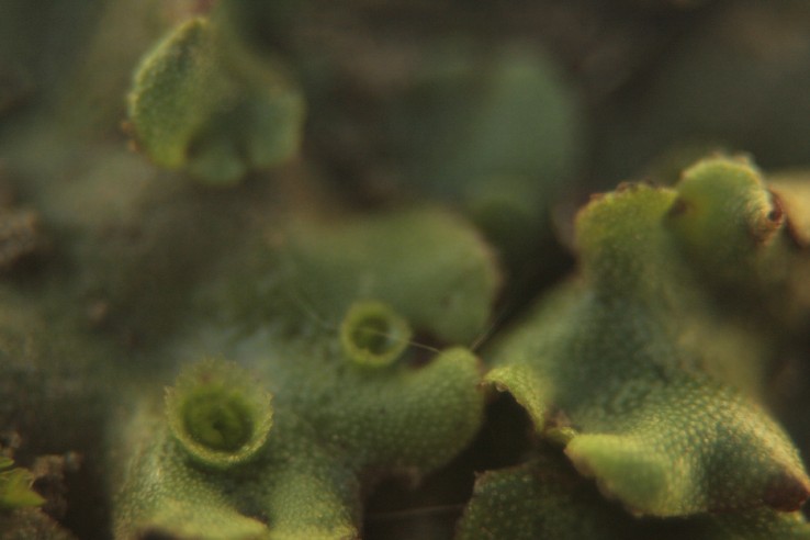 Cosa � mai questa  specie vegetale? un muschio per caso