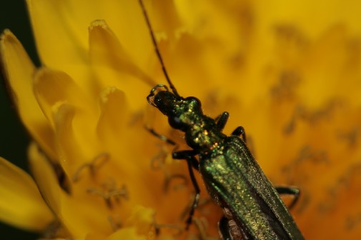 Identificazione di insetto sulla corolla di questo fiore.