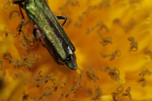 Identificazione di insetto sulla corolla di questo fiore.