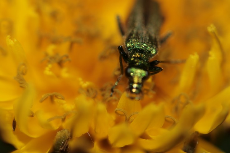 Identificazione di insetto sulla corolla di questo fiore.