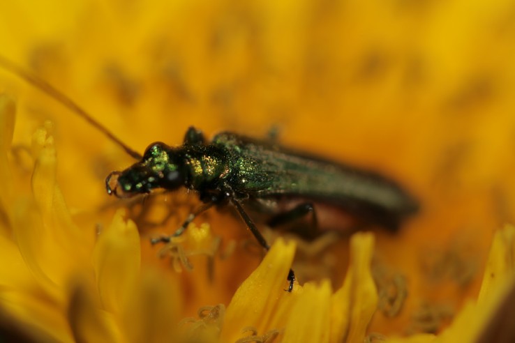 Identificazione di insetto sulla corolla di questo fiore.