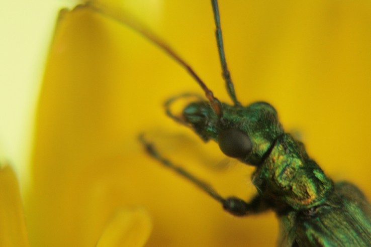 Identificazione di insetto sulla corolla di questo fiore.
