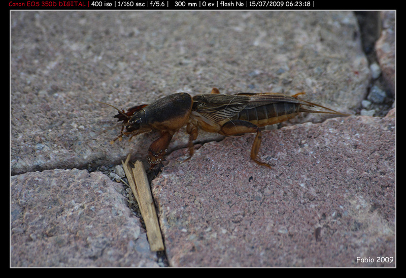 Cosa ? Gryllotalpa