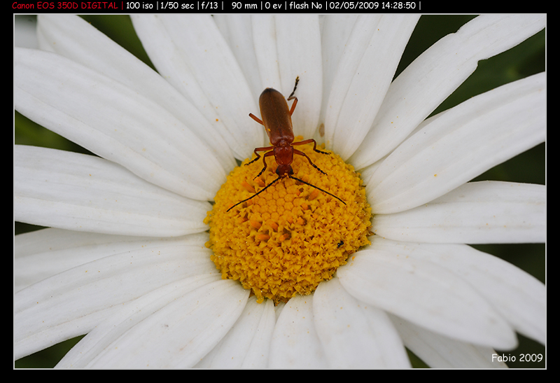 Come si chiama: Rhagonycha fulva