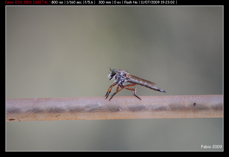 Di che insetto si tratta - Asilidae