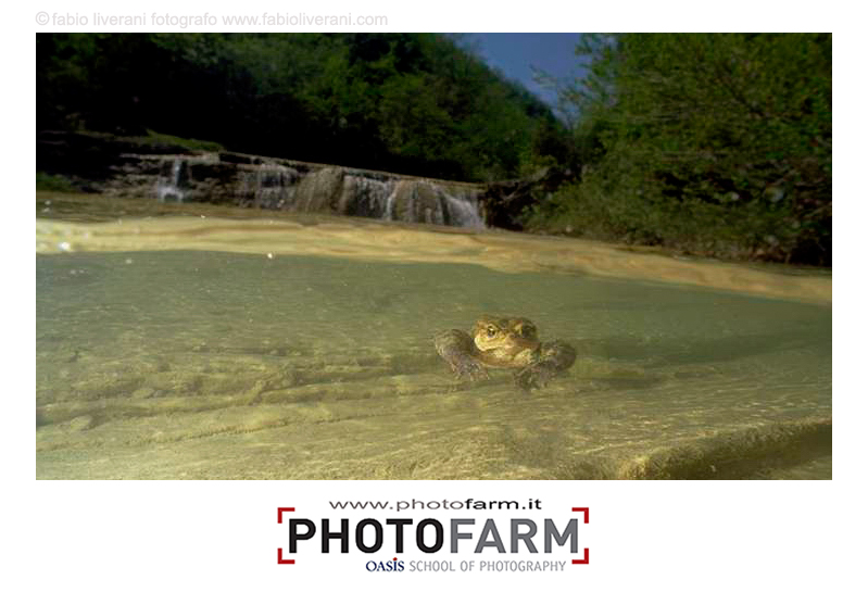 fotografia naturalistica: provocazioni