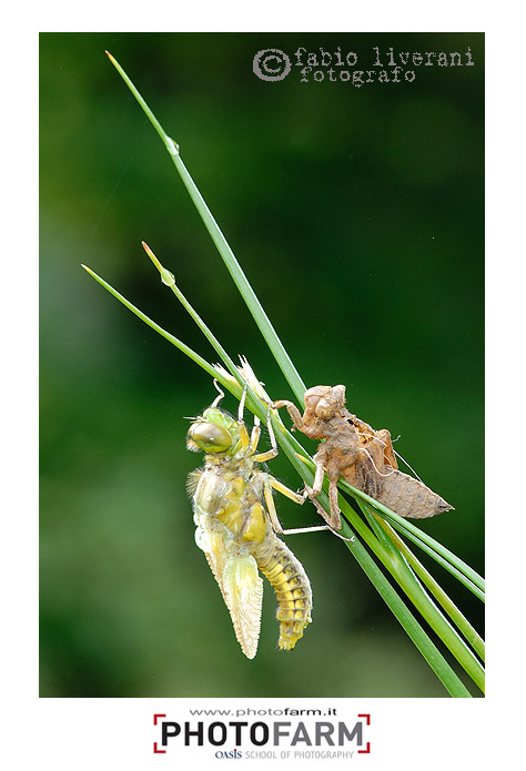 libellula...  