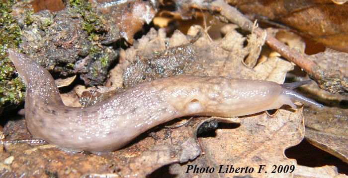 Limax bivonae dei monti di Palermo