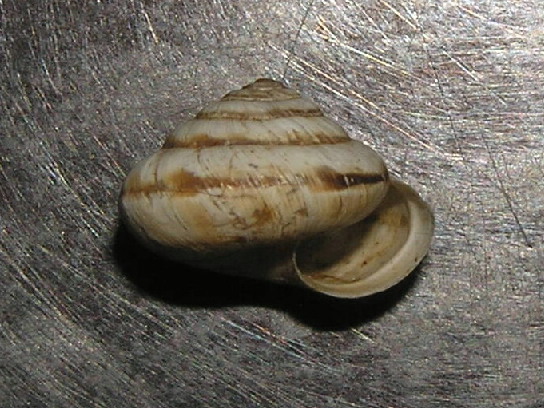 gasteropode difficile da identificare