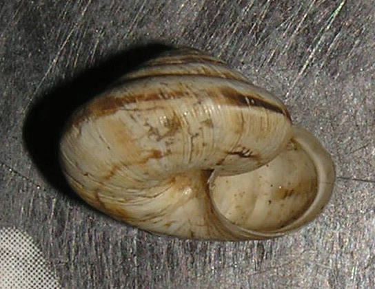 gasteropode difficile da identificare
