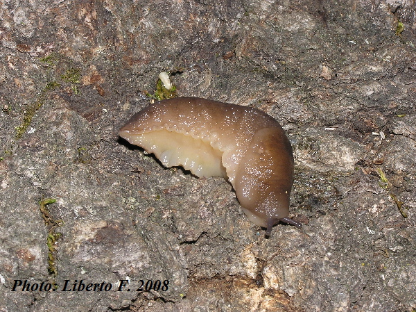 Limax bivonae della Sicilia