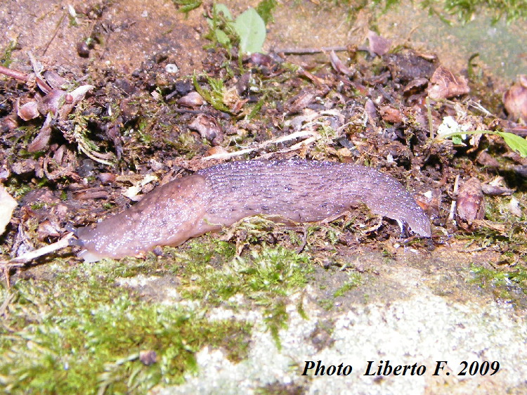 Limax bivonae dei monti di Palermo