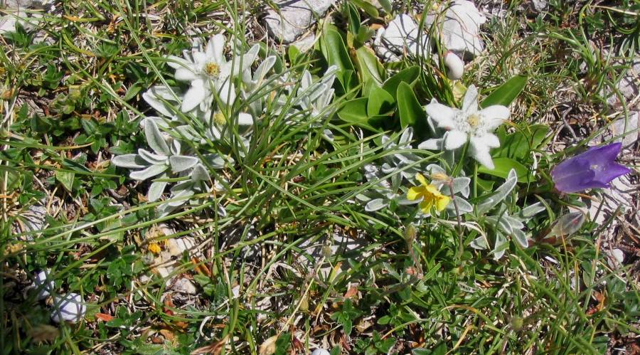 Monti Sibillini - l''anello lungo le creste del Redentore
