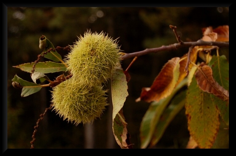 I colori dell''autunno...