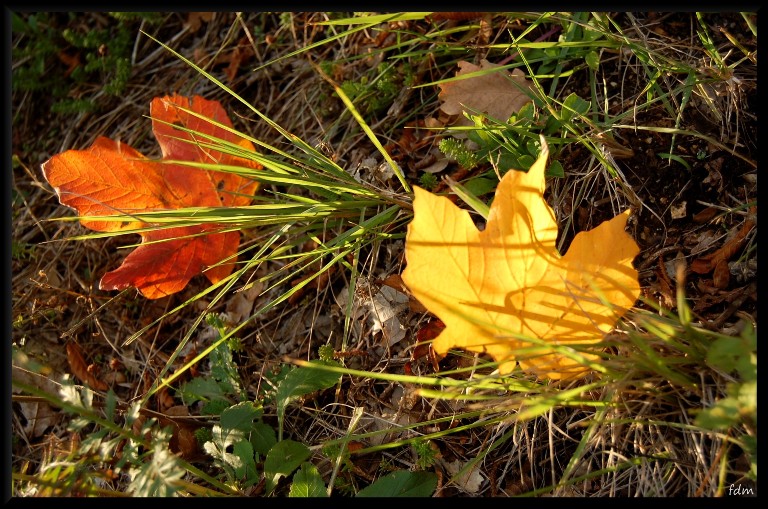 I colori dell''autunno...