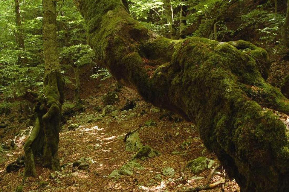 PNA - escursione nelle faggete di Barrea fino al lago Vivo,