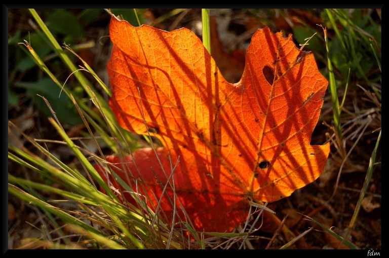 I colori dell''autunno...