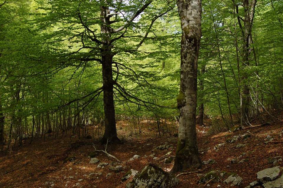 PNA - escursione nelle faggete di Barrea fino al lago Vivo,