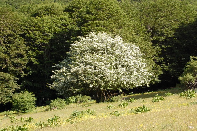 Appennino centrale - monti Ernici - salita al pizzo Deta