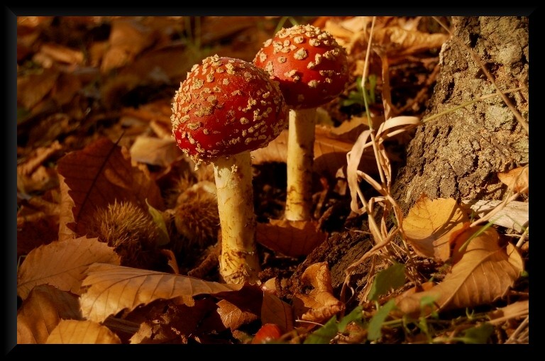 I colori dell''autunno...