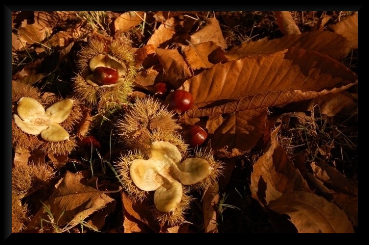 I colori dell''autunno...