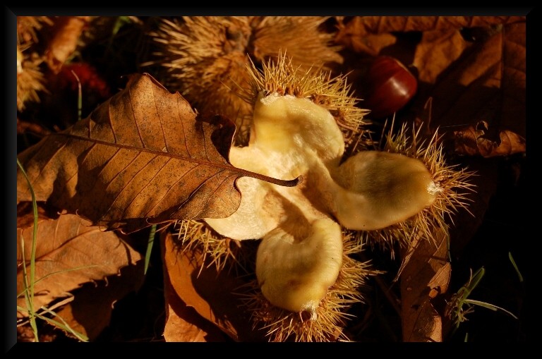 I colori dell''autunno...