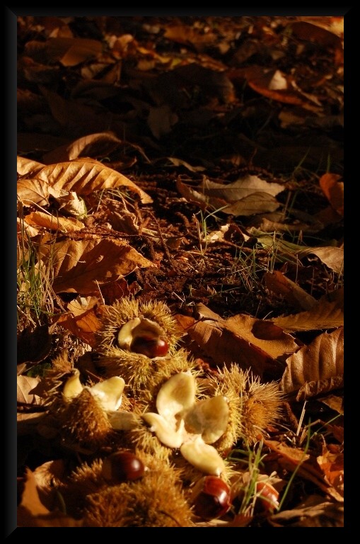 I colori dell''autunno...