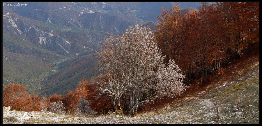 Monti Simbruini - salita tra le faggete del monte Autore