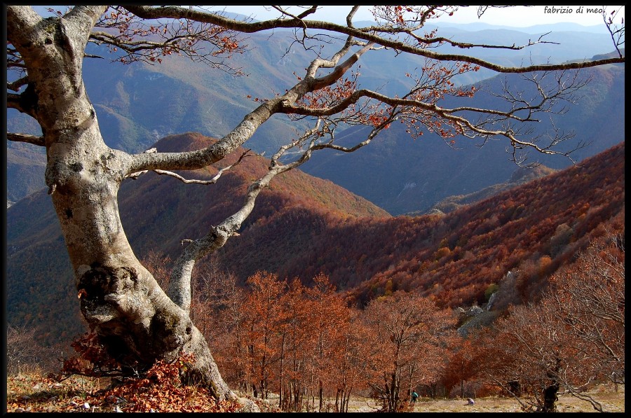 Monti Simbruini - salita tra le faggete del monte Autore