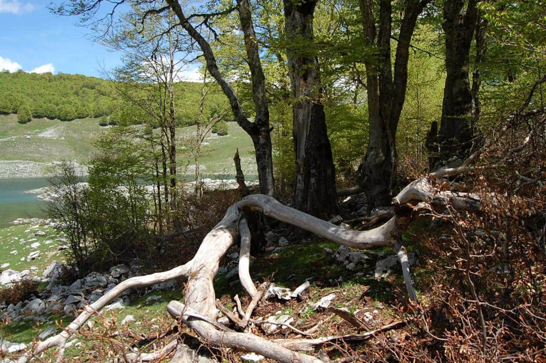 PNA - escursione nelle faggete di Barrea fino al lago Vivo,