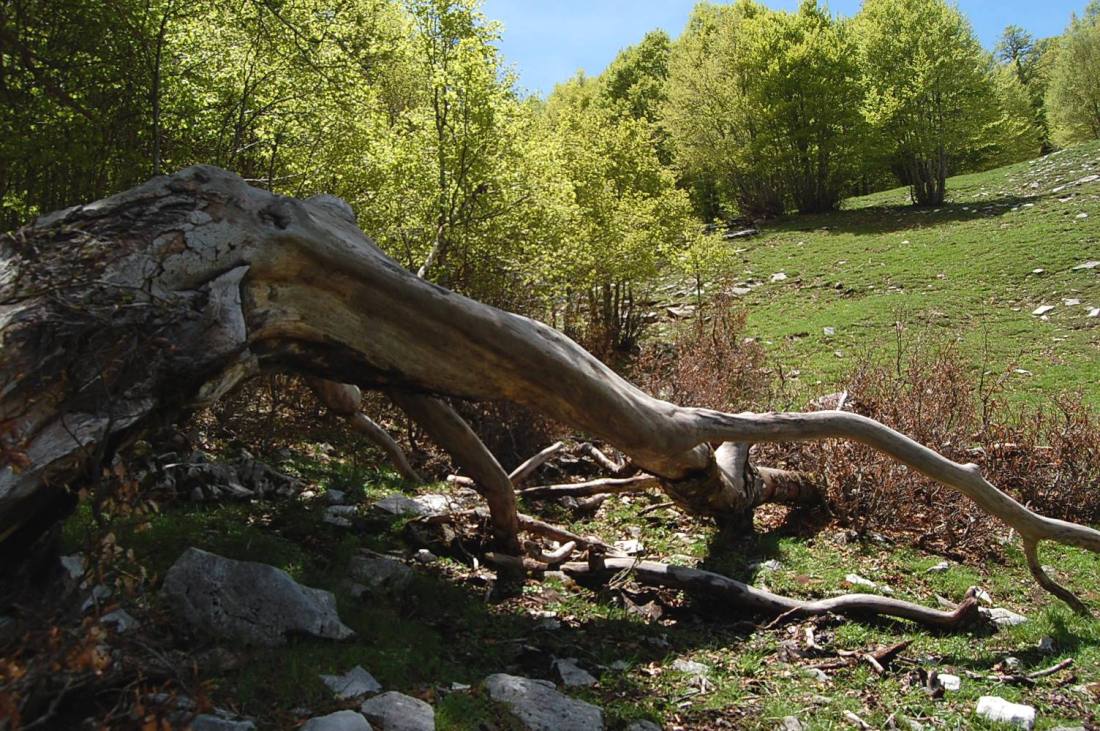 PNA - escursione nelle faggete di Barrea fino al lago Vivo,