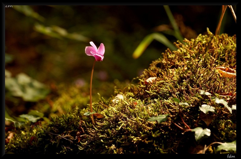 I colori dell''autunno...