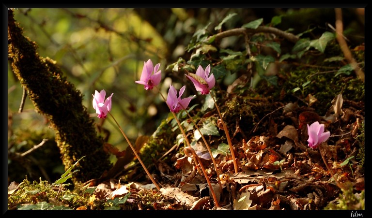 I colori dell''autunno...