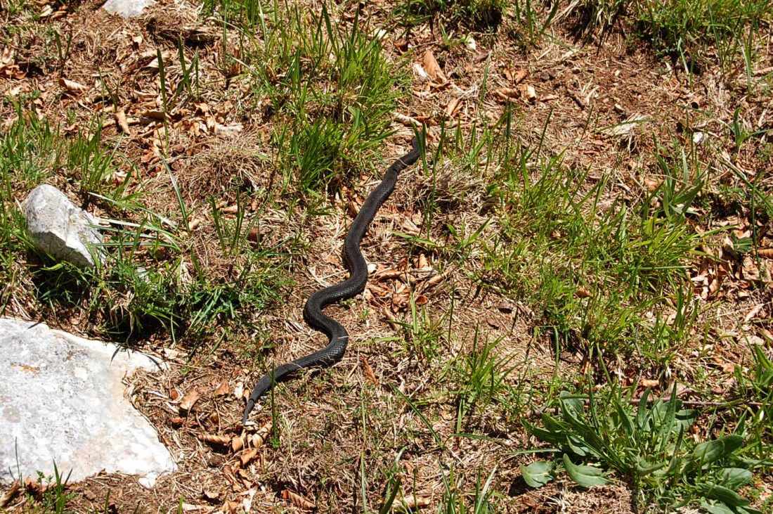 PNA - escursione nelle faggete di Barrea fino al lago Vivo,