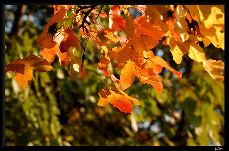 I colori dell''autunno...