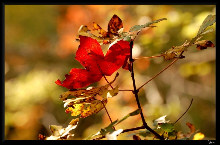 I colori dell''autunno...