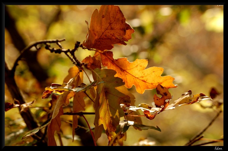 I colori dell''autunno...