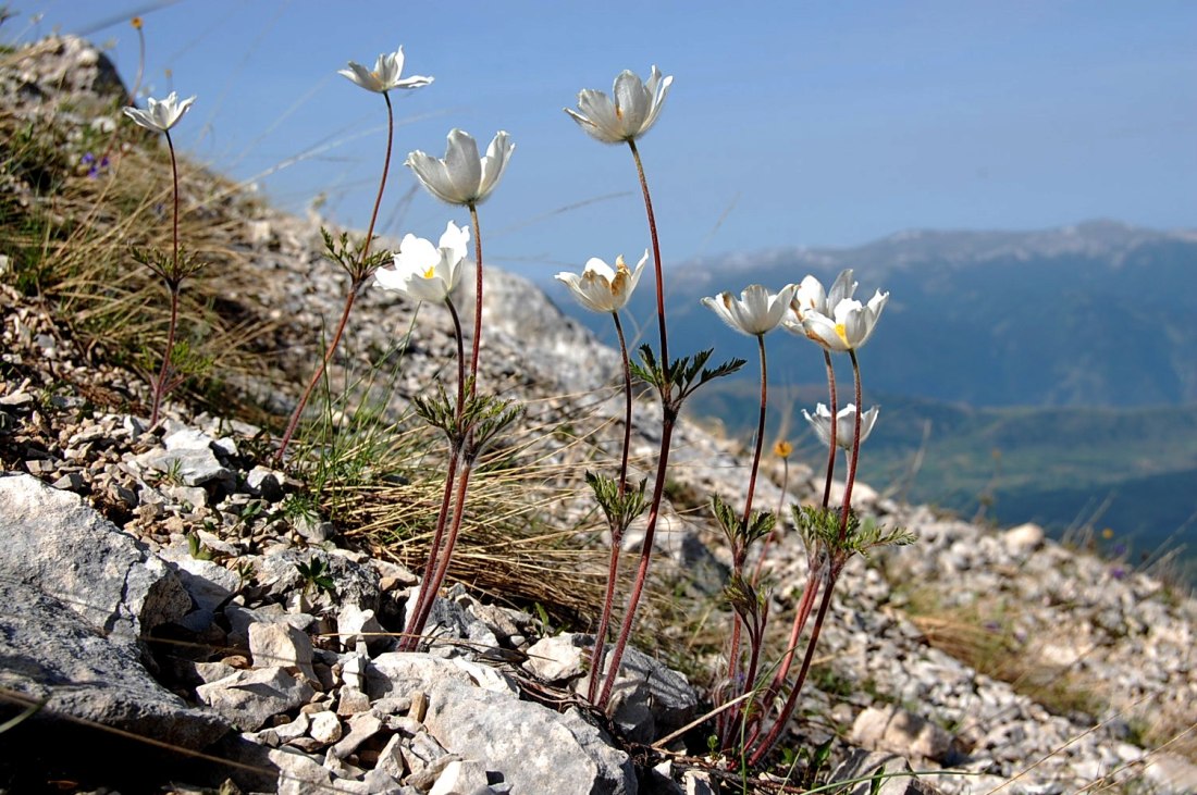 Majella d''acqua, di neve e di fiori.