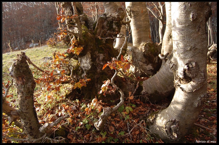 Monti Simbruini - salita tra le faggete del monte Autore